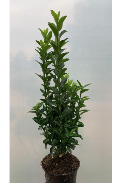 Бруслина Грін Спайр саджанець в горщику